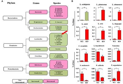 Lactobacillus acidipiscis Induced Regulatory Gamma Delta T Cells and Attenuated Experimental Autoimmune Encephalomyelitis